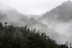 Bosque nuboso