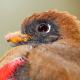 Descripción: enmascarado Hembra (Trogon personatus)