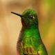 Descripción: Primer plano de colibrí