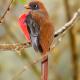 Descripción: Trogon enmascarado hembra (Trogon personatus)