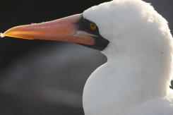 Islas Galápagos