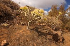 Lanzarote