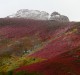 Descripción: Una floración espectacular