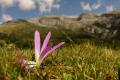 Flor y el valle de Escuaín