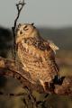 Imagen 9 de la galería de Búho real - Eagle Owl