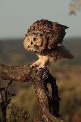 Búho real - Eagle Owl