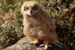 Búho real - Eagle Owl