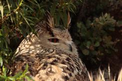 Búho real - Eagle Owl