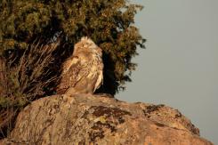 Búho real - Eagle Owl