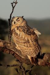 Búho real - Eagle Owl