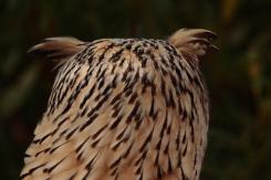 Búho real - Eagle Owl