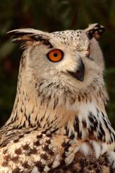 Búho real - Eagle Owl