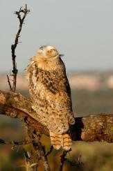 Búho real - Eagle Owl