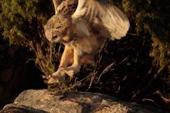 Búho real - Eagle Owl