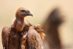 Buitre leonado - Eurasian Griffon (PDF)