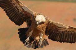 Buitre leonado - Eurasian Griffon (PDF)
