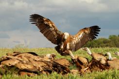 Buitre leonado - Eurasian Griffon (PDF)