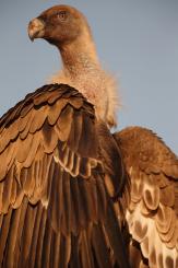 Buitre leonado - Eurasian Griffon (PDF)