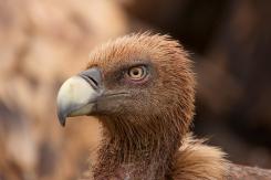 Buitre leonado - Eurasian Griffon (PDF)