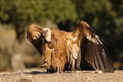Buitre leonado - Eurasian Griffon (PDF)