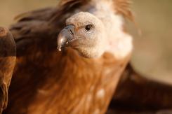Buitre leonado - Eurasian Griffon (PDF)