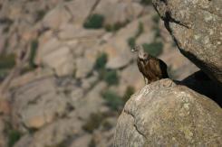 Buitre leonado - Eurasian Griffon (PDF)