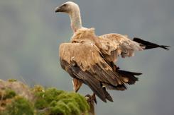 Buitre leonado - Eurasian Griffon (PDF)