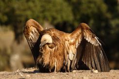 Buitre leonado - Eurasian Griffon (PDF)