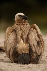 Buitre leonado - Eurasian Griffon (PDF)