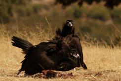 Buitre negro - Black vulture
