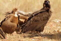 Buitre negro - Black vulture