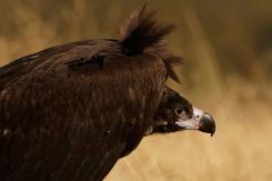 Buitre negro - Black vulture