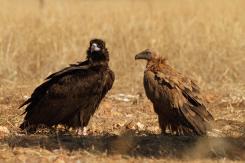 Buitre negro - Black vulture