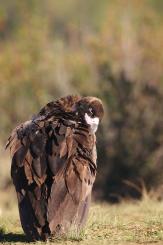 Buitre negro - Black vulture