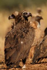 Buitre negro - Black vulture