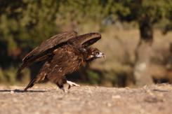 Buitre negro - Black vulture