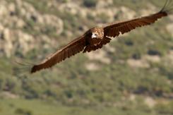 Buitre negro - Black vulture