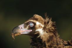 Buitre negro - Black vulture