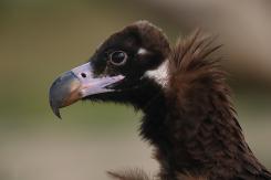 Buitre negro - Black vulture