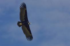 Buitre negro - Black vulture
