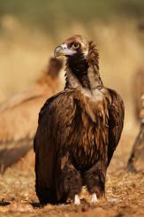 Buitre negro - Black vulture