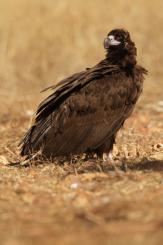 Buitre negro - Black vulture