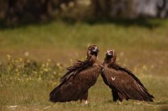 Buitre negro - Black vulture