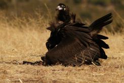 Buitre negro - Black vulture