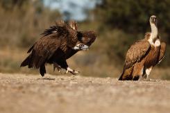 Buitre negro - Black vulture