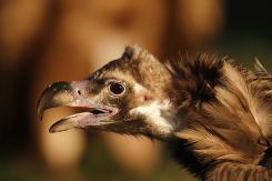 Buitre negro - Black vulture