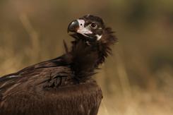 Buitre negro - Black vulture
