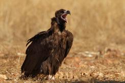 Buitre negro - Black vulture