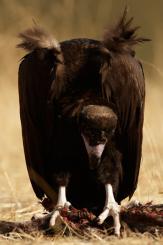 Buitre negro - Black vulture