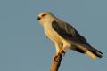 El Elanio Común (Elanus caeruleus)